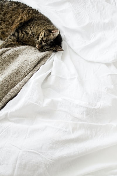棕色斑猫躺在白色织物上